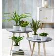 Műnövény Agave - zöld, konvencionális, műanyag (38 cmcm) - MÖMAX modern living