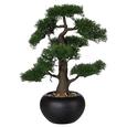Bonsai Zeder Grün - Braun/Grün, KONVENTIONELL, Kunststoff/Metall (18/48cm) Bonsai Zeder Grün - Braun/Grün, KONVENTIONELL, Kunststoff/Metall (18/48cm)