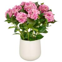 Kunstpflanze Hortensien Pink/Grün ca. 77cm - Pink/Creme, Basics, Kunststoff (27/77/27cm)