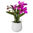 Művirág Japanorchidee - Pink/Zöld, Basics, Műanyag (32cm) Művirág Japanorchidee - Pink/Zöld, Basics, Műanyag (32cm)