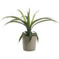 Umetna Rastlina Agave Ii - zelena, Konvencionalno, umetna masa (35 cmcm) - Mömax modern living Umetna Rastlina Agave Ii - zelena, Konvencionalno, umetna masa (35 cmcm) - Mömax modern living