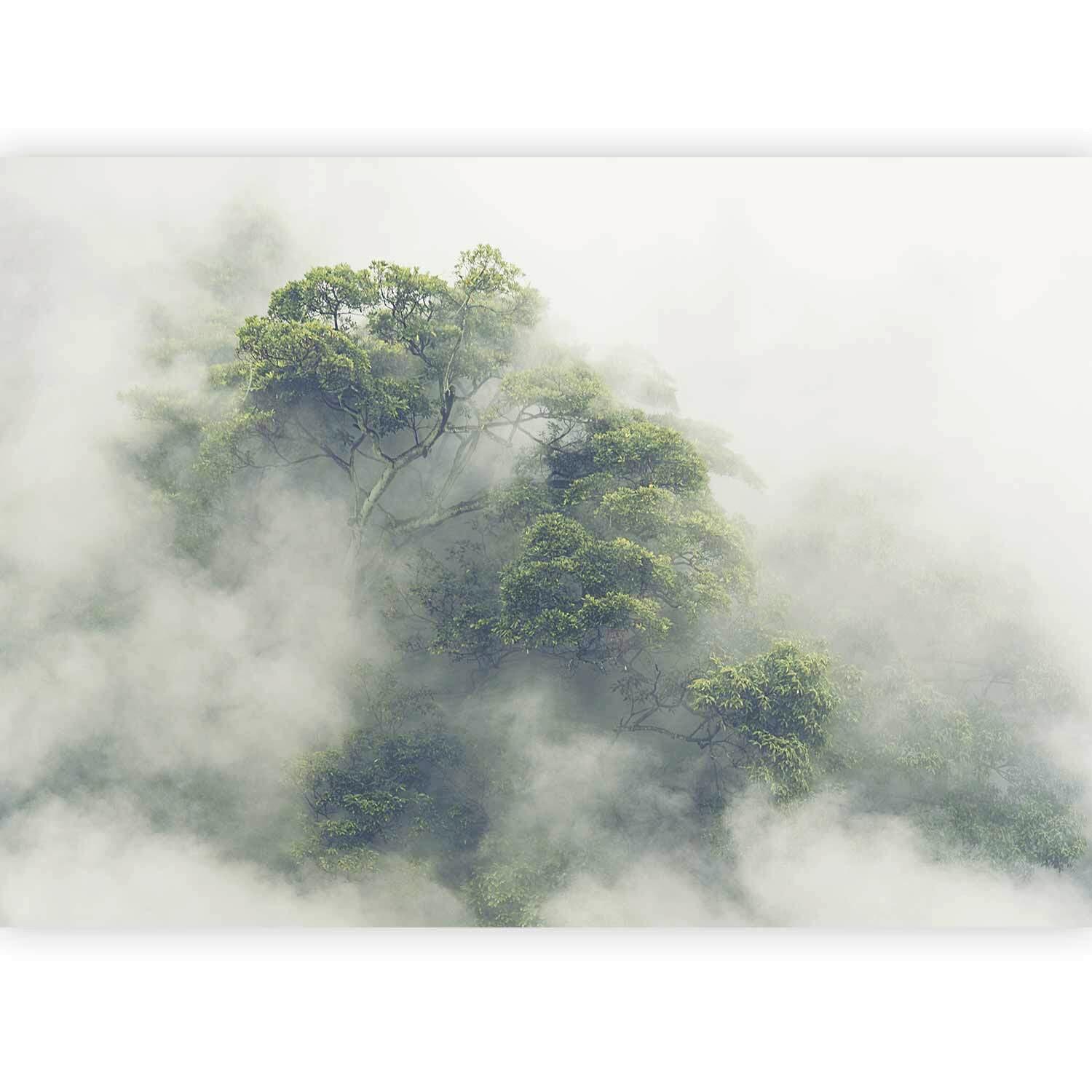 Fotótapéta Foggy Amazon - szürkésfehér/zöld, Lifestyle, textil (150/105cm) - artgeist