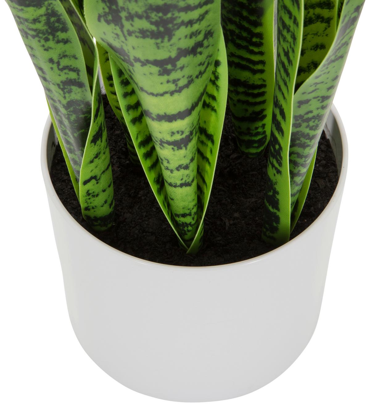 Umetna Rastlina Sansevieria - zelena/bela, Basics, umetna masa/tekstil (16/65/16cm) - MID.YOU