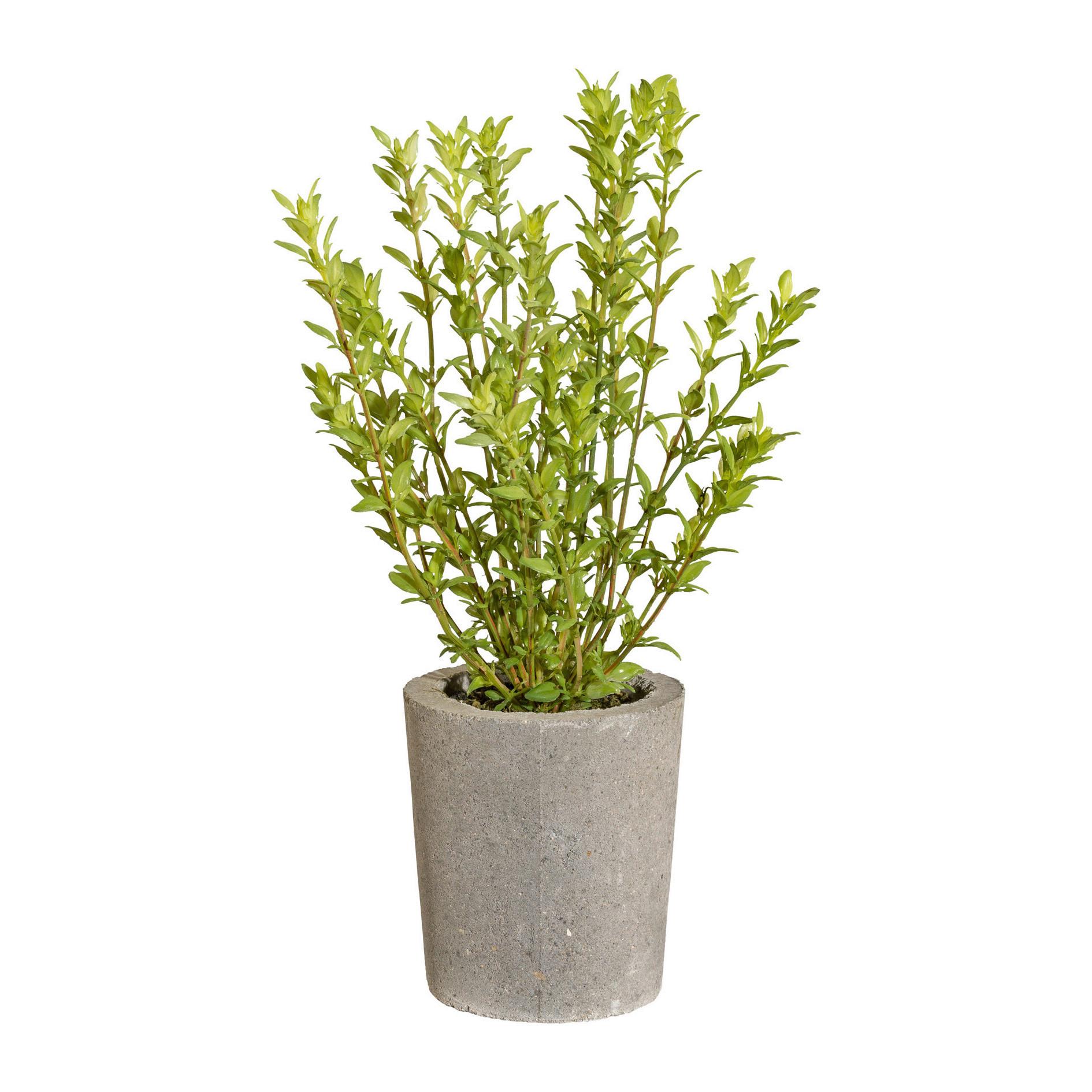 Kunstpflanze 3317411LO-50 - Grau/Grün, Basics, Kunststoff/Stein (35cm) - P & B