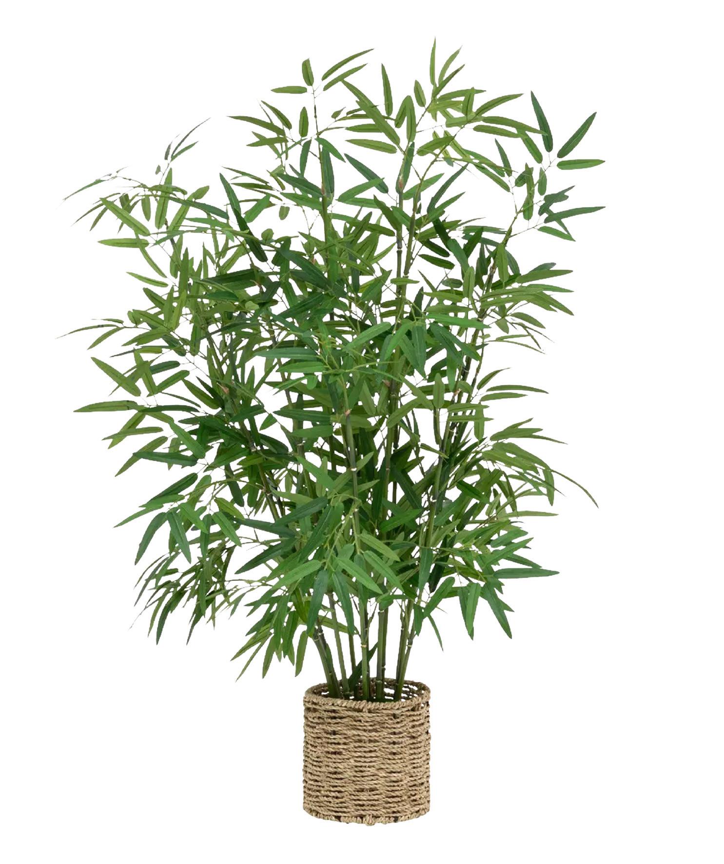 Okrasna Rastlina Bamboo - Moderno (45/100cm) - Premium Living