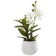 Kunstblume Japanorchidee ca. 32cm - Weiß/Grün, Basics, Kunststoff (32cm) Kunstblume Japanorchidee ca. 32cm - Weiß/Grün, Basics, Kunststoff (32cm)