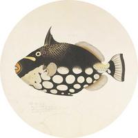 METALLBILD FISH BLACK - Beige/Schwarz, Basics, Metall (40/0,3cm)