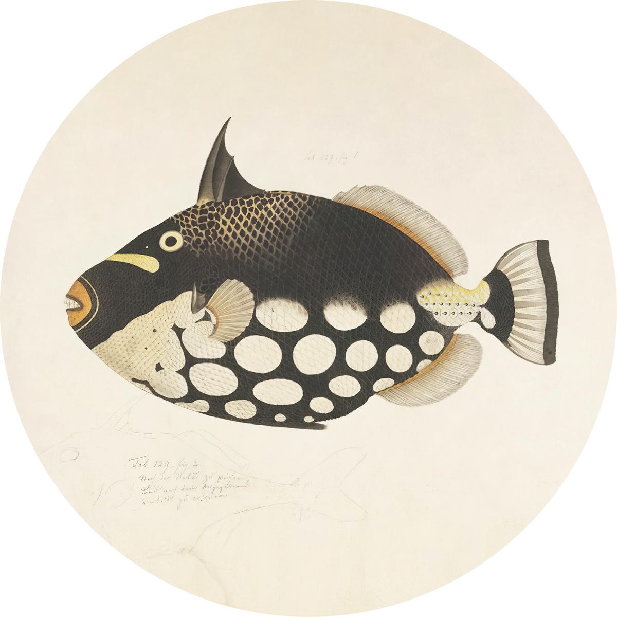 METALLBILD FISH BLACK - Beige/Schwarz, Basics, Metall (40/0,3cm)