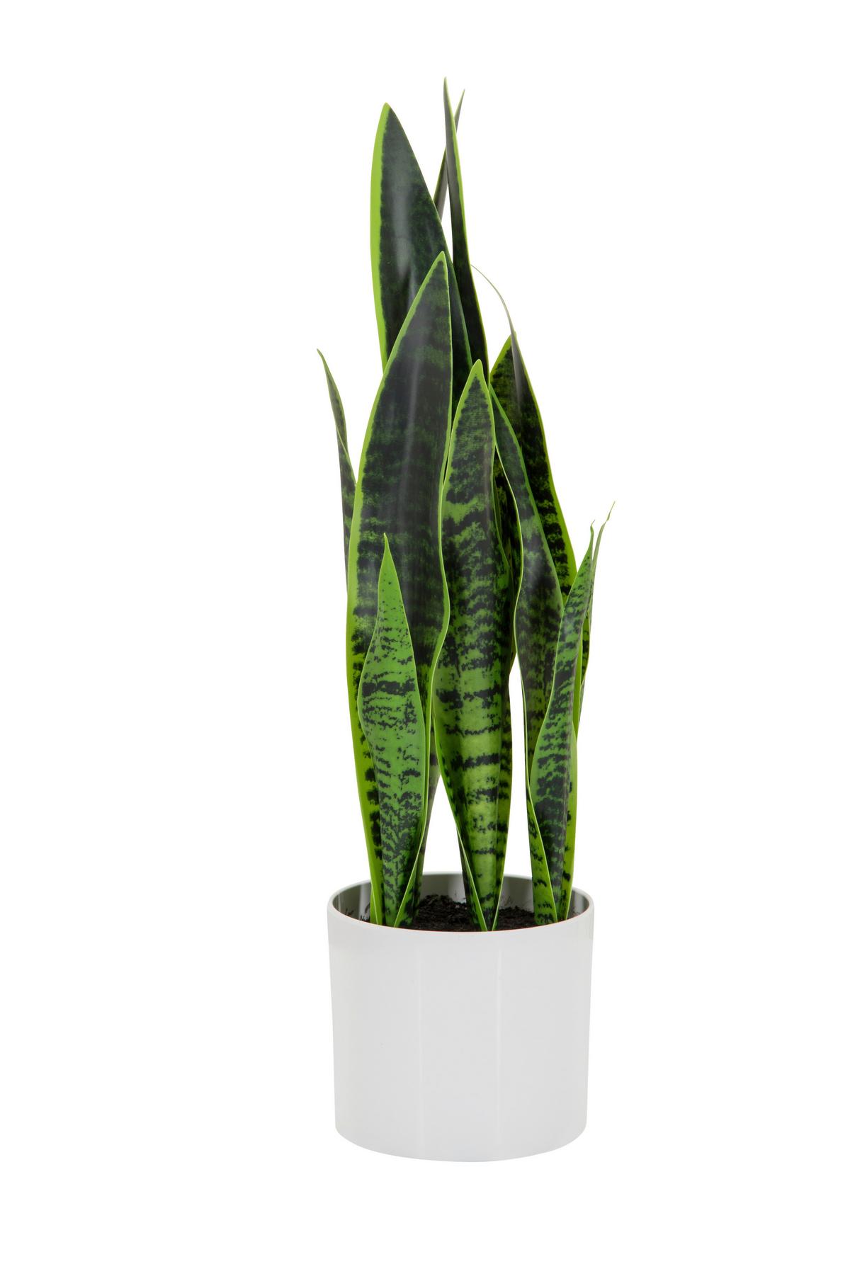Umetna Rastlina Sansevieria - zelena/bela, Basics, umetna masa/tekstil (16/65/16cm) - MID.YOU