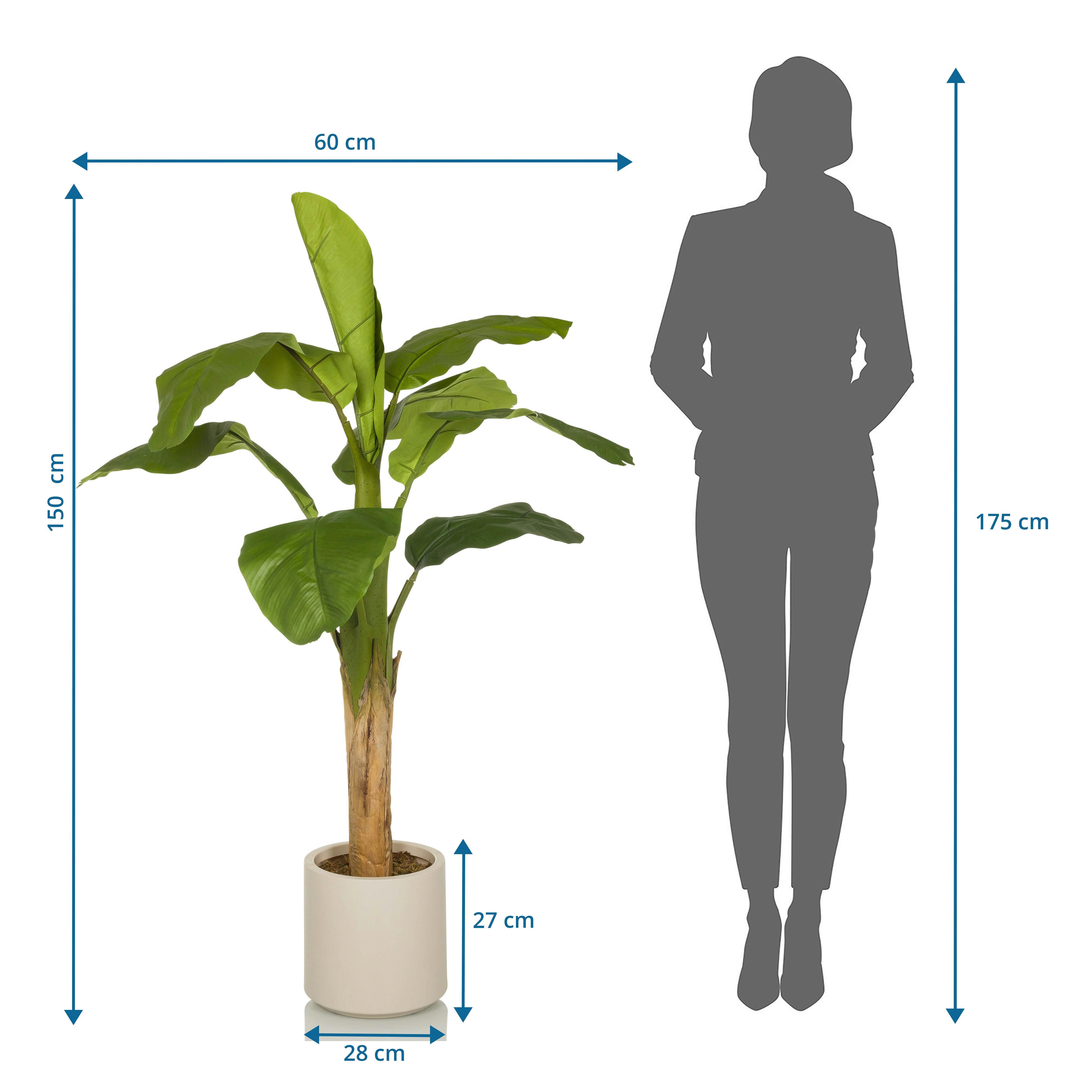 Umetna Rastlina Banana I - barve hrasta/zelena, Moderno, umetna masa (60/150/60cm) - MID.YOU