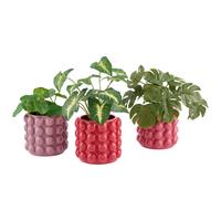 Blumentopf Holly Rot - Rot, MODERN, Keramik (15/15/15cm) - Mömax