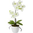 Plantă Artificială Orchidee - roz aprins/mov, plastic/metal (11/60cm) - Mömax modern living Plantă Artificială Orchidee - roz aprins/mov, plastic/metal (11/60cm) - Mömax modern living