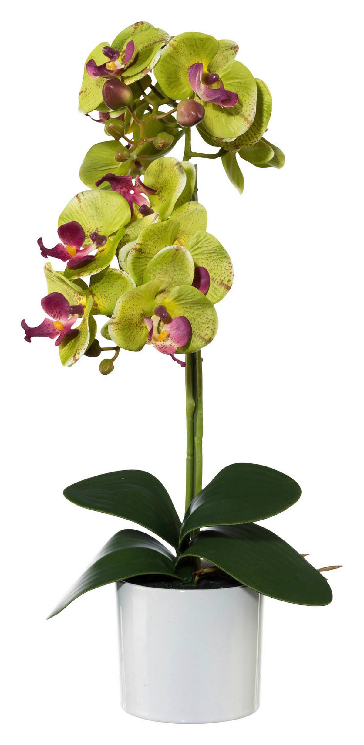 Orhidee phalaenopsis Maren - lila/alb, Romantik / Landhaus, plastic/metal (45cm) - Modern Living