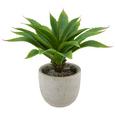 Kunstpflanze Agave Grün - Grün, KONVENTIONELL, Kunststoff (30cm) - Mömax modern living Kunstpflanze Agave Grün - Grün, KONVENTIONELL, Kunststoff (30cm) - Mömax modern living