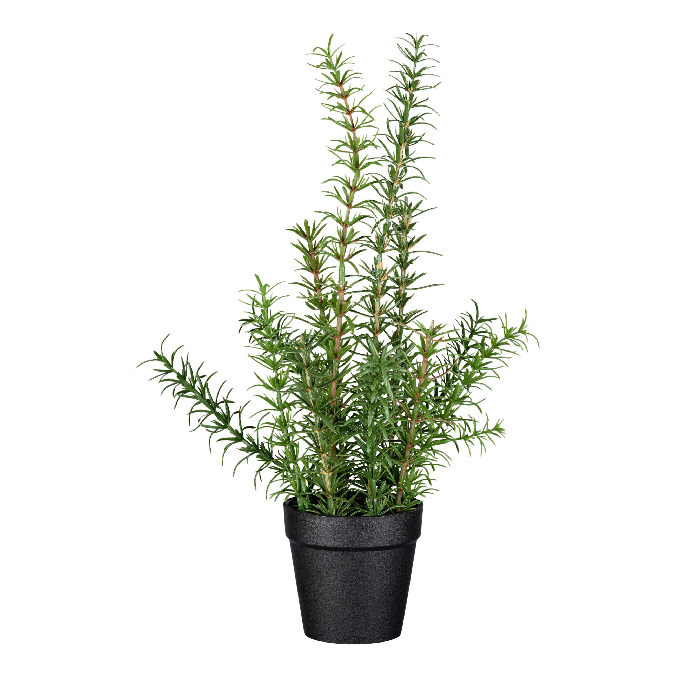 Kunstpflanze Rosmarin II in Grün - Schwarz/Grün, Basics, Kunststoff (38cm) - Modern Living