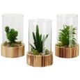 Dekoblume Noemi verschiedene Modelle - Basics, Glas/Holz (14/23cm) Dekoblume Noemi verschiedene Modelle - Basics, Glas/Holz (14/23cm)