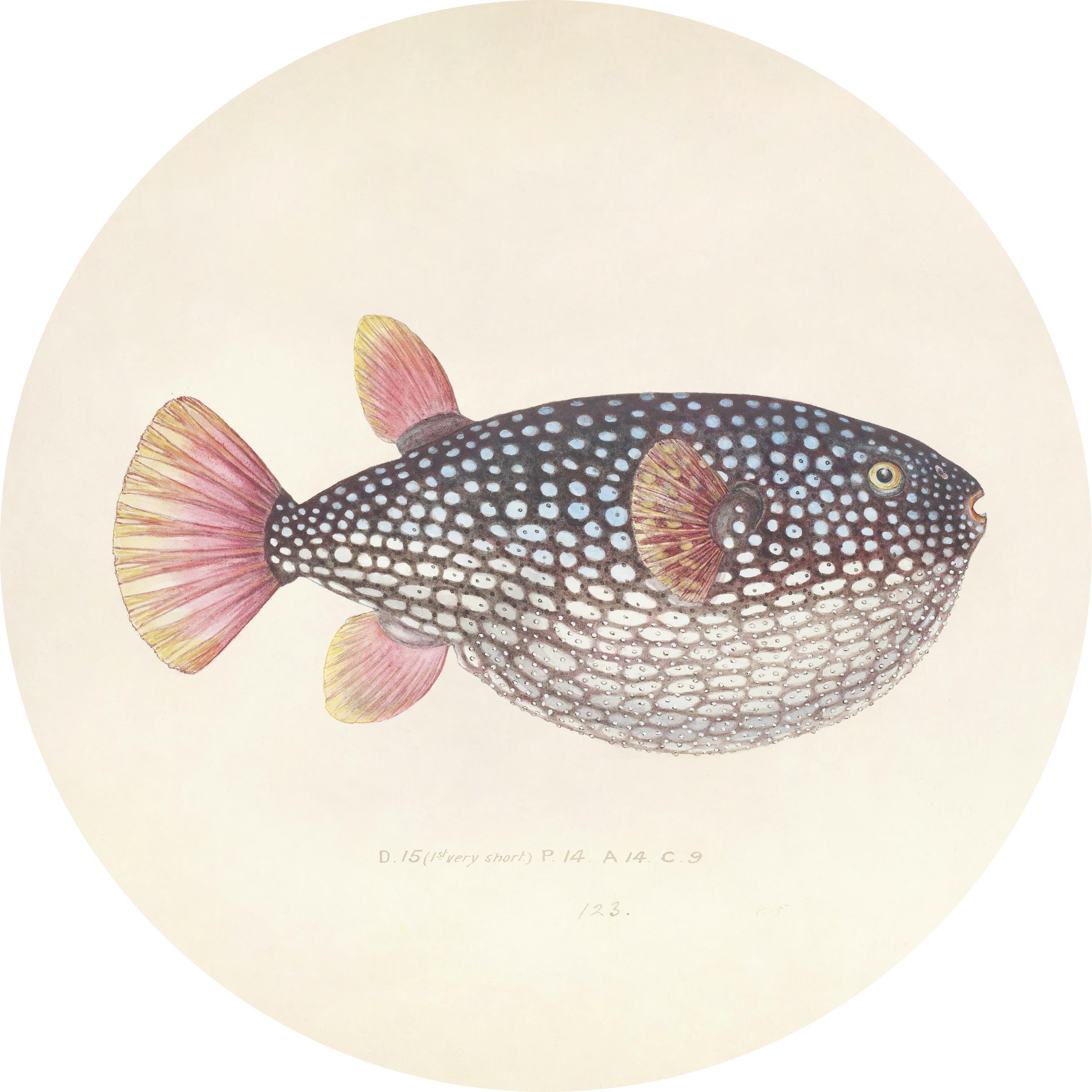 METALLBILD BLOWFISH - Koralle/Beige, Basics, Metall (40/0,3cm)