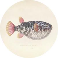 METALLBILD BLOWFISH - Koralle/Beige, Basics, Metall (40/0,3cm)