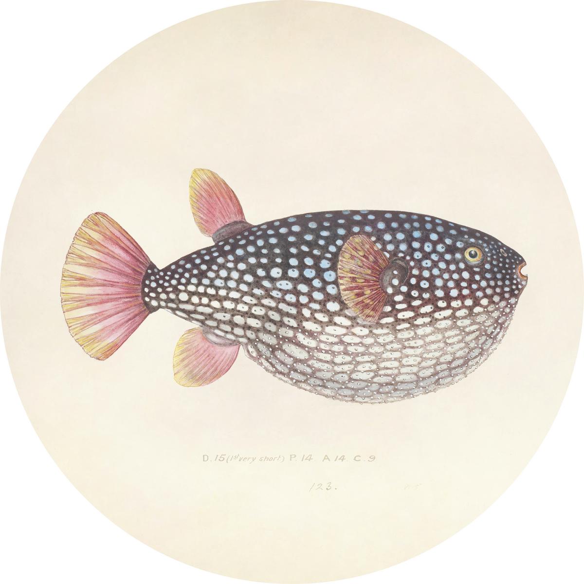 METALLBILD BLOWFISH - Koralle/Beige, Basics, Metall (40/0,3cm)