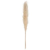 Veštački Cvet 110cm Pampa - Osnovno (11/109cm)