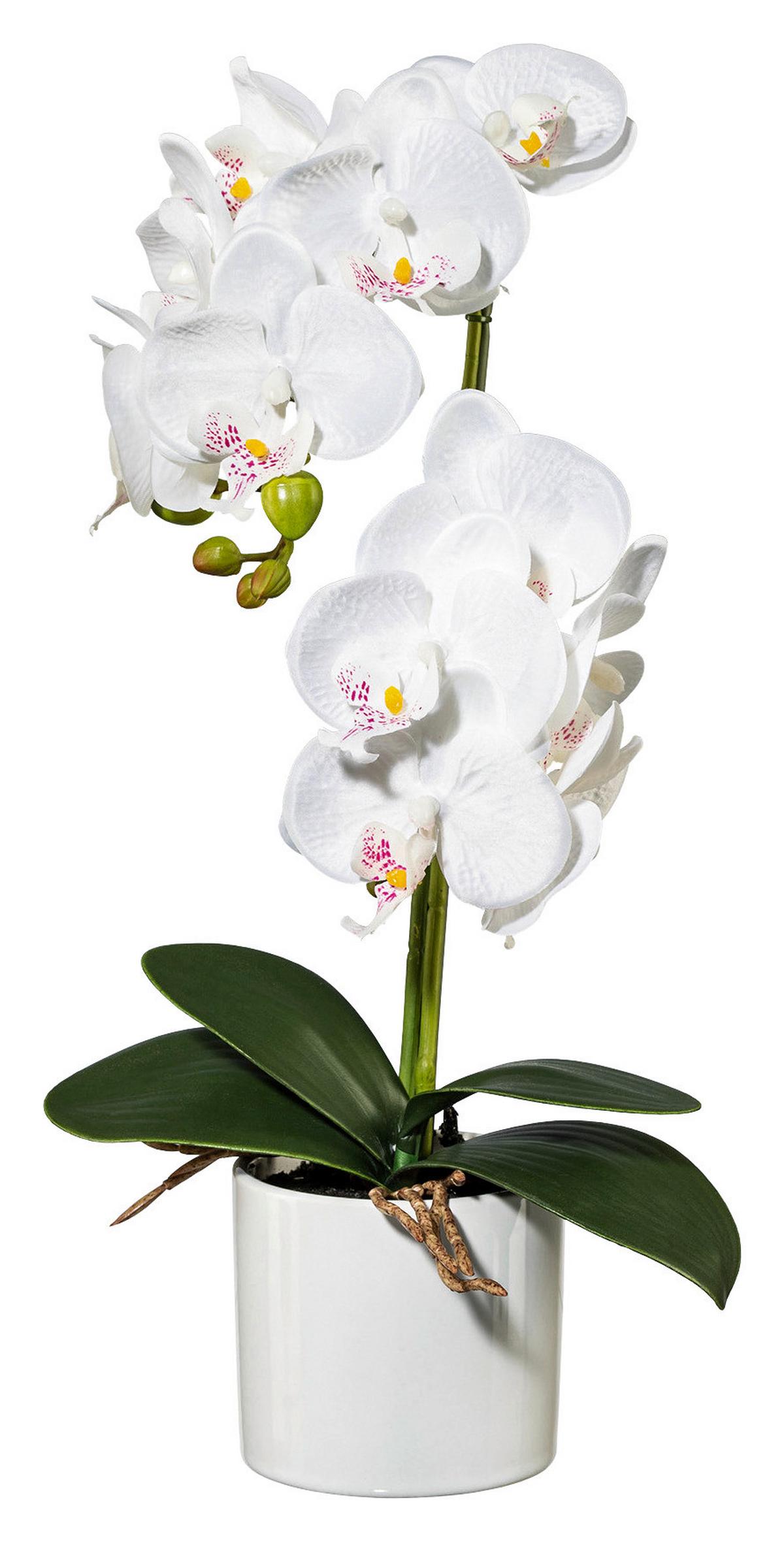 Orhidee phalaenopsis Maren - lila/alb, Romantik / Landhaus, plastic/metal (45cm) - Modern Living