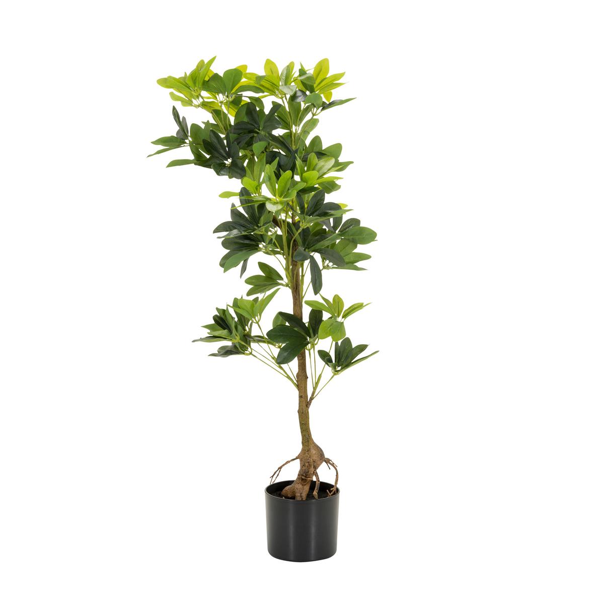 Umetna Rastlina Schefflera - črna/zelena, Basics, umetna masa/tekstil (38/100/30cm) - MID.YOU
