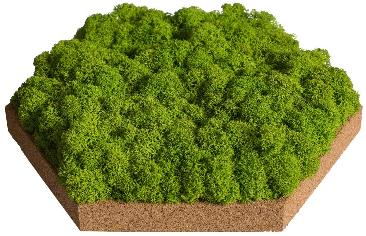 Moospaneel Grün/Hellbraun - Hellbraun/Grün, Basics, Naturmaterialien/Holz (19/22cm)