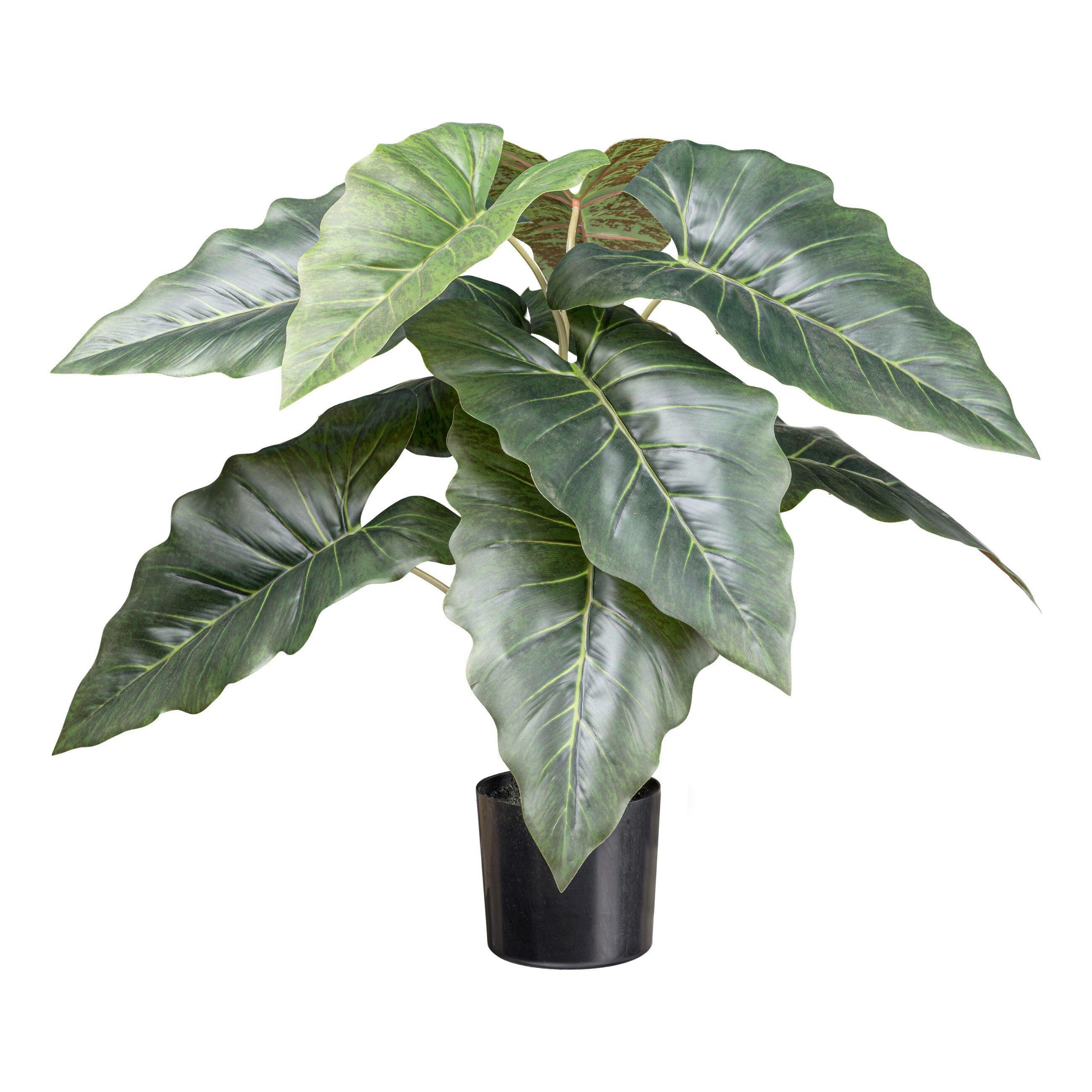 Kunstpflanze Taropflanze In Grün - Schwarz/Grün, Lifestyle, Kunststoff (66cm) - Modern Living