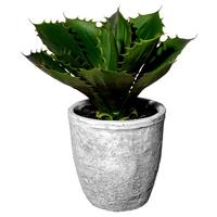 Kunstpflanze Echeveria in Grün - Grau/Grün, Basics, Keramik/Kunststoff (25cm) - Modern Living