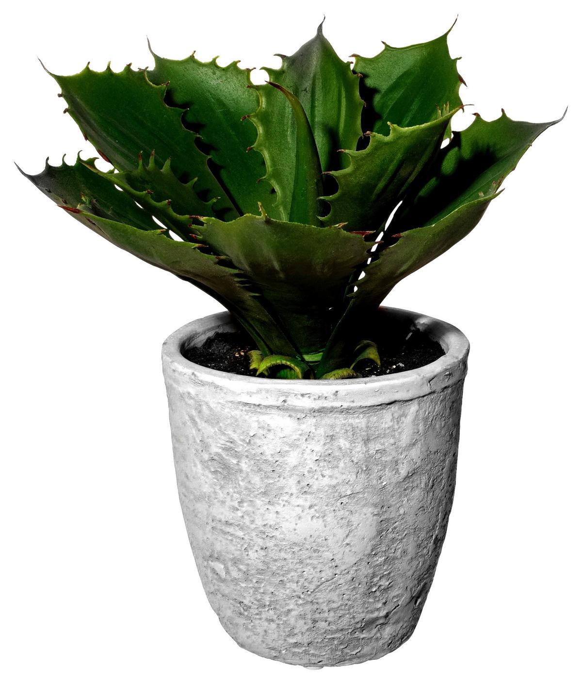 Kunstpflanze Echeveria in Grün - Grau/Grün, Basics, Keramik/Kunststoff (25cm) - Modern Living