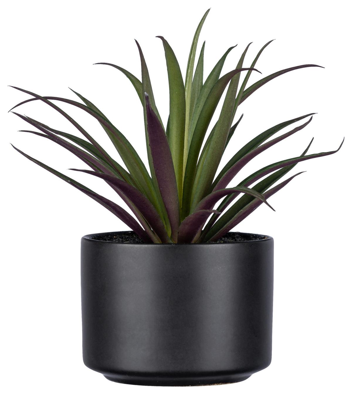 Umetna Rastlina Sukkulente Ii - črna/zelena, Basics, umetna masa/keramika (15cm)