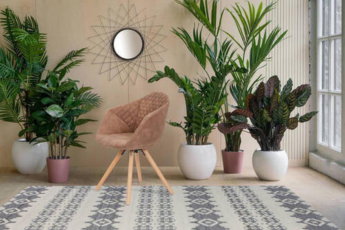 Szék Szett Oeuia - barna, Lifestyle, textil/fa (59/82/55cm) - Kayoom