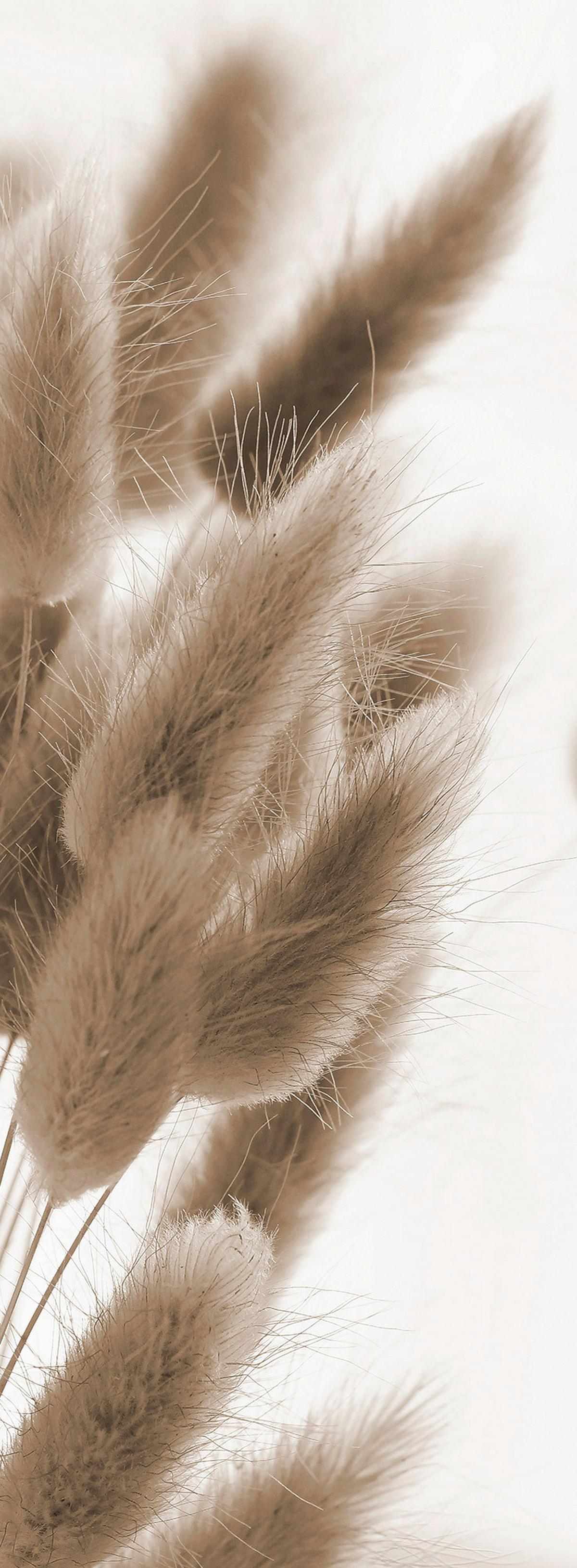 OBRAZ NA SZKLE GB-BMM1143 - kolor naturalny/biały, Natur, szkło (30/80/1,40cm) - Euroart