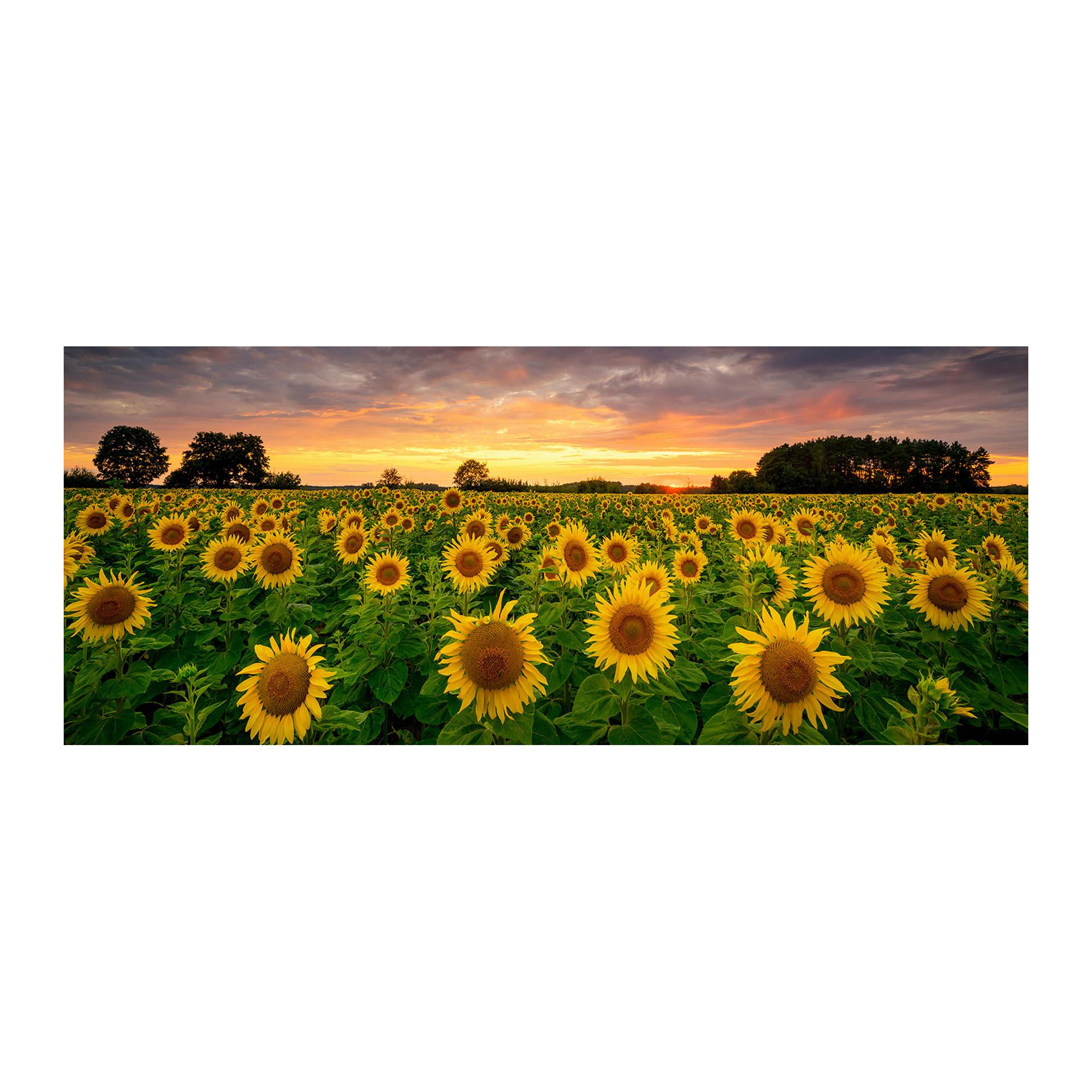 Glasbild Sunflowers Multicolor ca. 125x50cm - Multicolor, Basics, Glas/Papier (125/50cm)