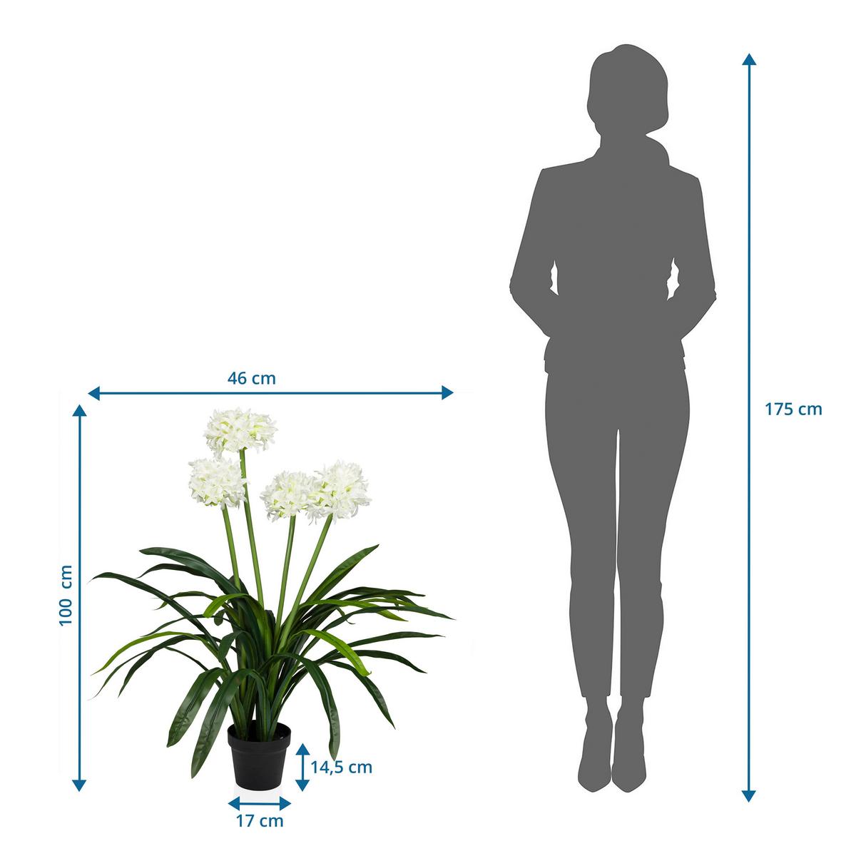 Umetna Rastlina Agapanthus - črna/zelena, Moderno, umetna masa (46/100/46cm) - MID.YOU