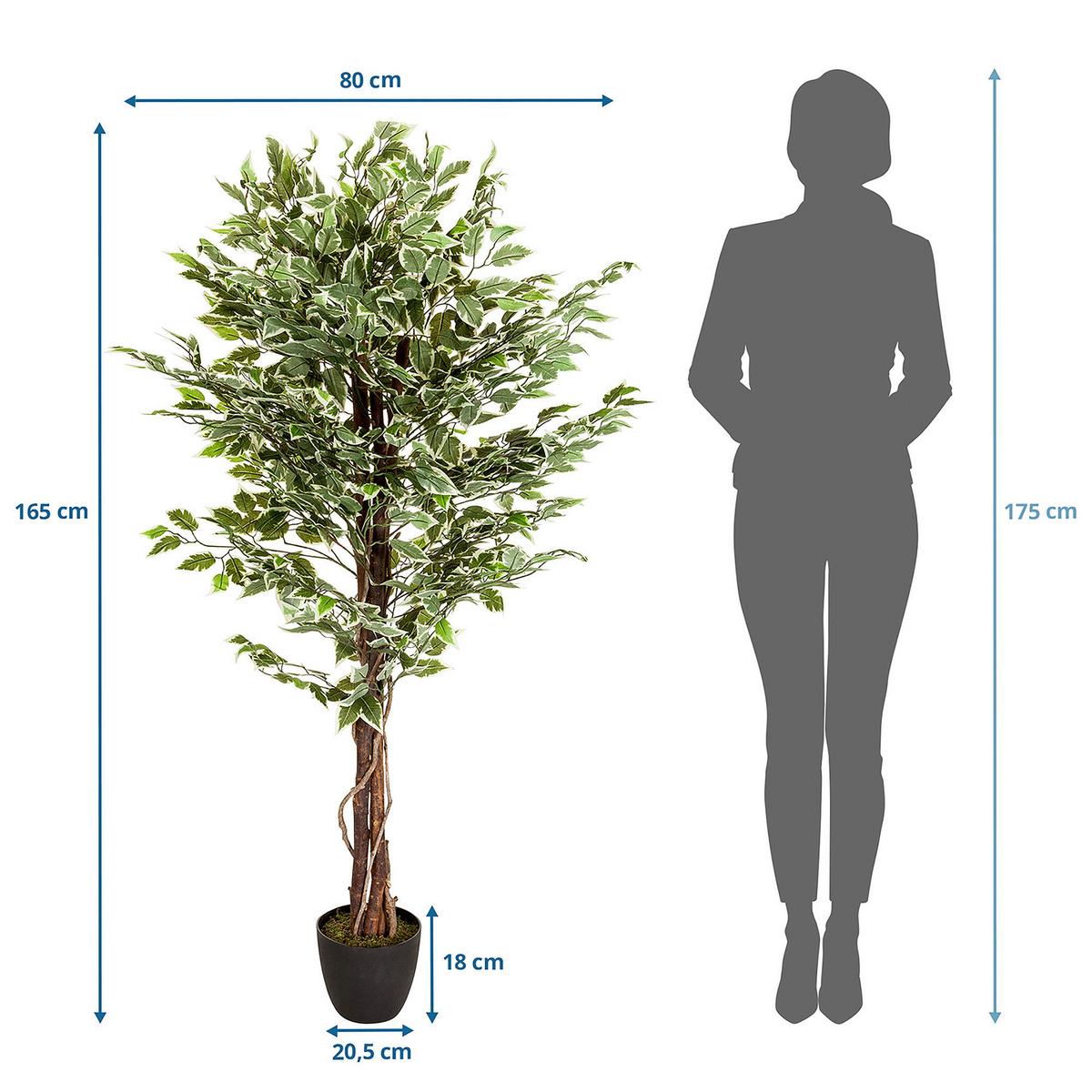 Umetna Rastlina Ficus - črna/zelena, Basics, umetna masa (80/165/80cm) - MID.YOU