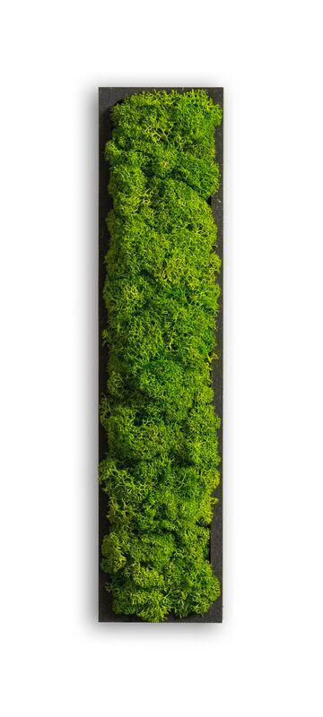 Moosbild Grün - Schwarz/Grün, Basics, Naturmaterialien/Holz (26/6/4cm)