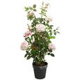 Rose Rosenstock Grün/rosa - Rosa/Braun, Basics, Kunststoff (112cm)