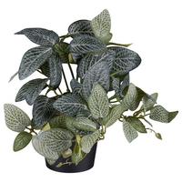 Kunstpflanze Fittonia II in Grün/Schwarz - Schwarz/Grün, Basics, Kunststoff (19cm) - Modern Living