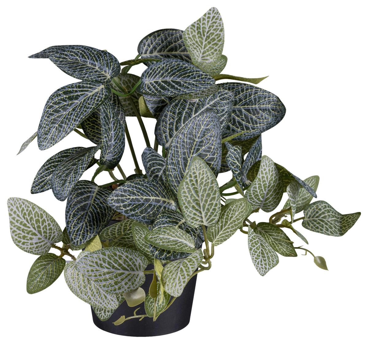 Kunstpflanze Fittonia II in Grün/Schwarz - Schwarz/Grün, Basics, Kunststoff (19cm) - Modern Living