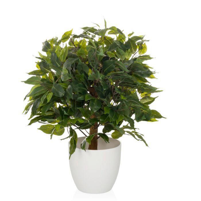 Umetna Rastlina Ficus I - zelena/bela, Moderno, umetna masa (40/65/40cm) - MID.YOU