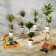 Echtpflanze Draceana ohne Übertopf - Grün, KONVENTIONELL (90-100cm)