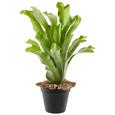Műnövény Geweihfarn I - Zöld, Basics, Műanyag (37cm) Műnövény Geweihfarn I - Zöld, Basics, Műanyag (37cm)