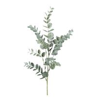 Kustpflanze Eucalyphtuszweig Grün - Grau/Grün, Basics, Kunststoff (43cm) - Modern Living