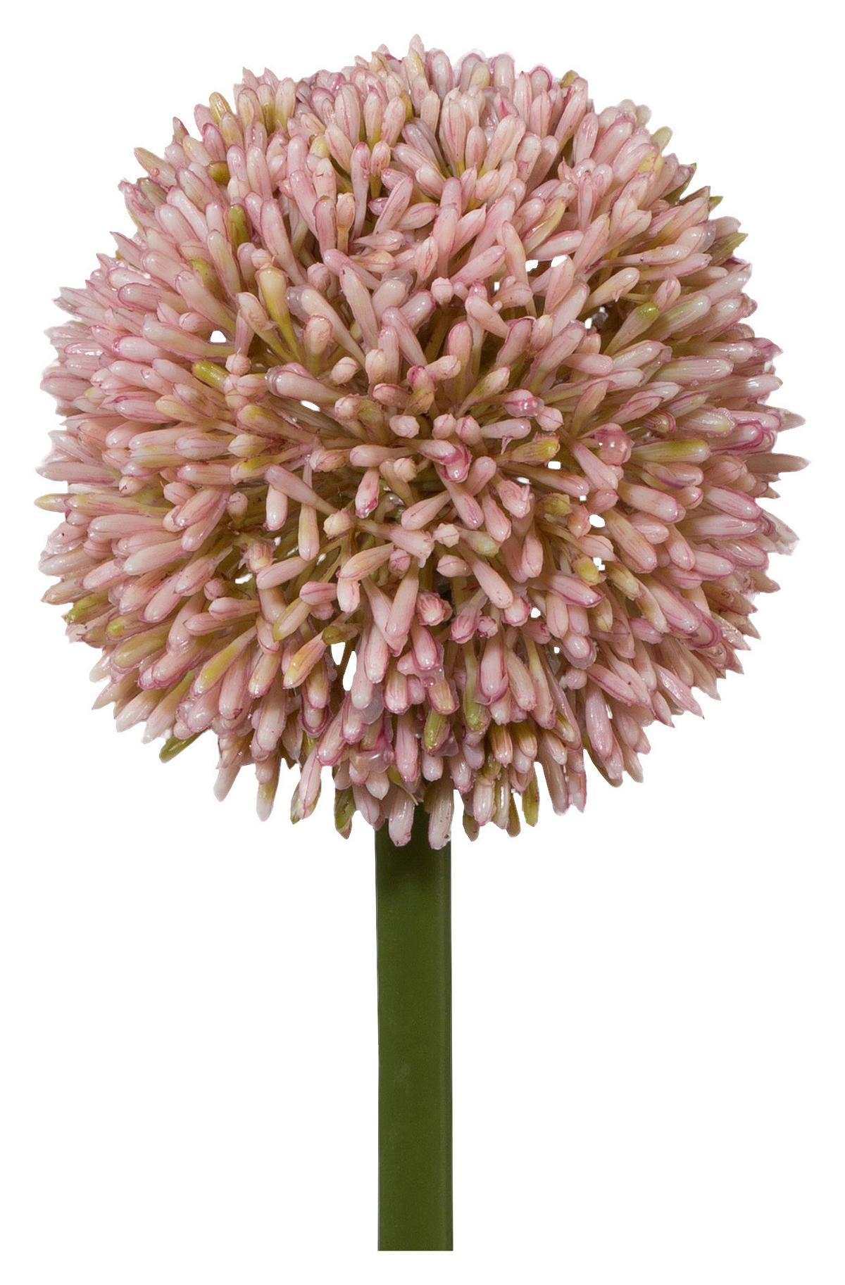 Allium II Rosa/Grün ca. 64cm - Rosa/Grün, KONVENTIONELL, Kunststoff/Metall (64ml)