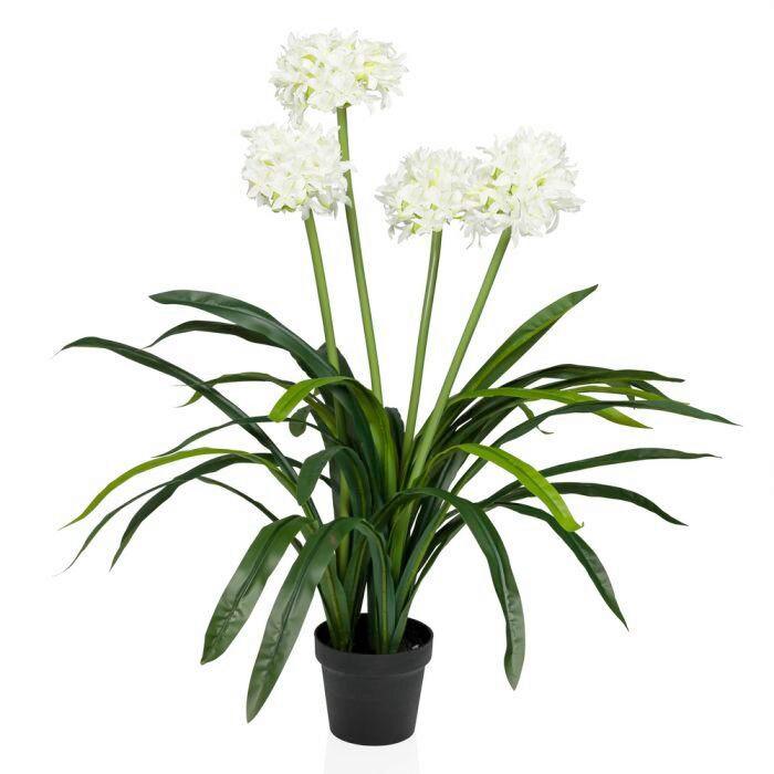 Umetna Rastlina Agapanthus - črna/zelena, Moderno, umetna masa (46/100/46cm) - MID.YOU