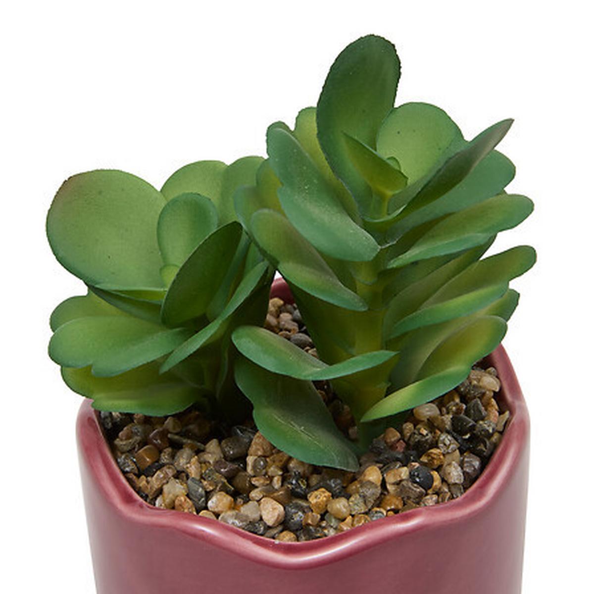 Plantă decorativă Cheri 14,5 cm - Basics (14,5cm)