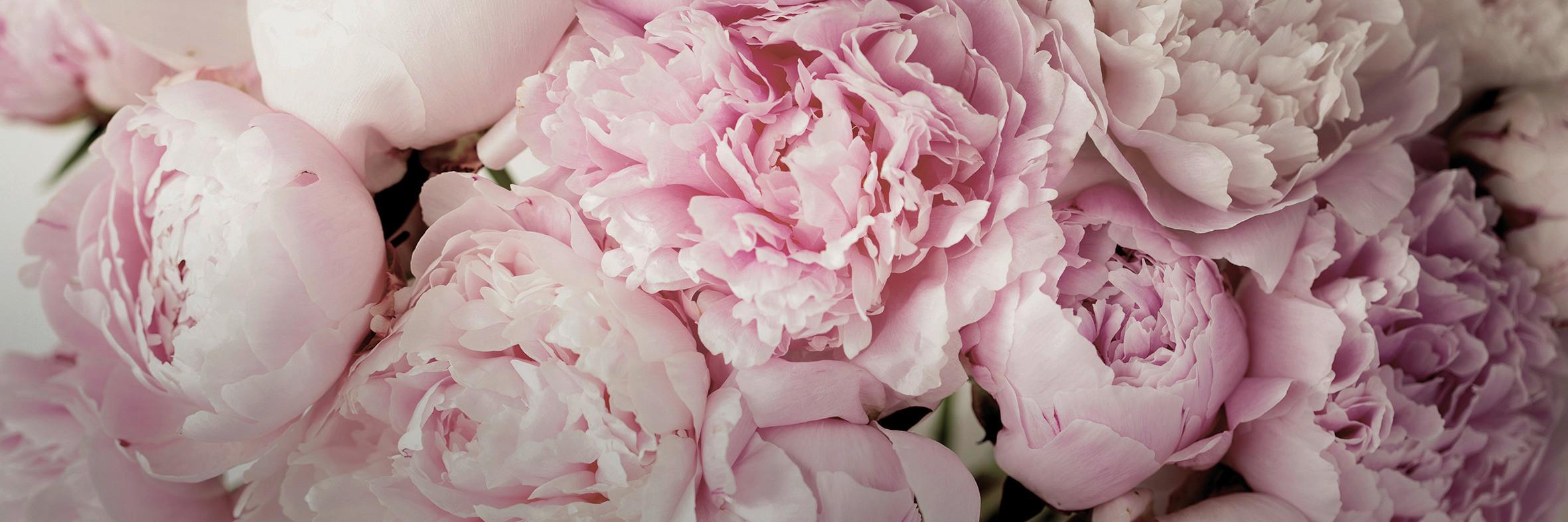 Keilrahmenbild Marcus in Rosa ca. 150x50cm - Hellrosa/Rosa, Basics, Holzwerkstoff (150/50/2.50cm) - Modern Living