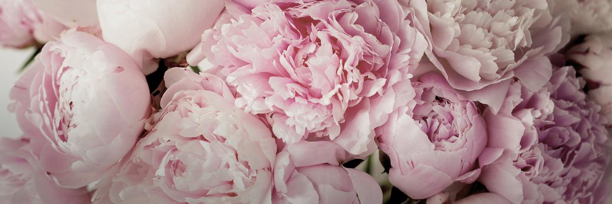 Keilrahmenbild Marcus in Rosa ca. 150x50cm - Hellrosa/Rosa, Basics, Holzwerkstoff (150/50/2.50cm) - Modern Living