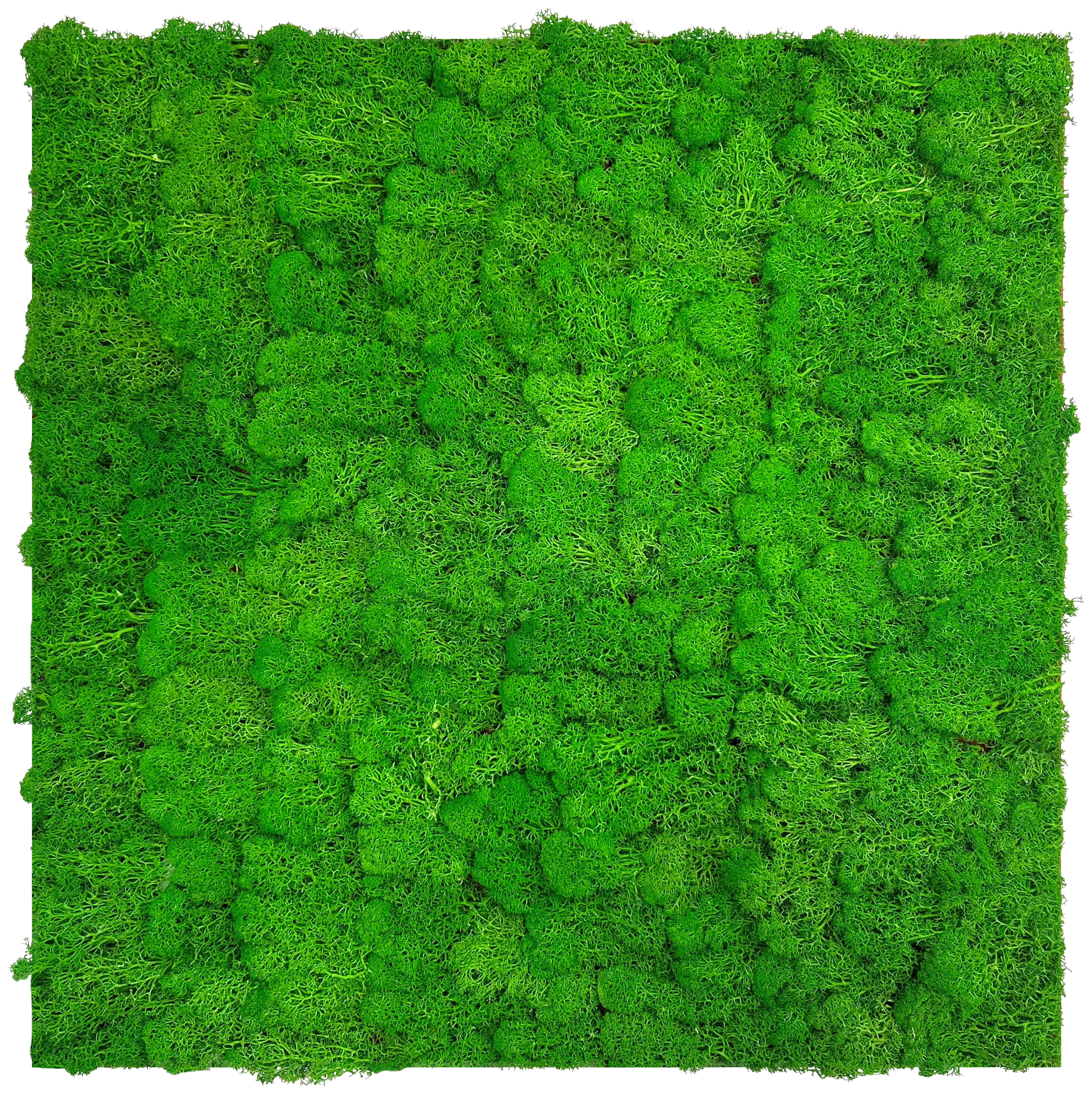 PANEL AKUSTYCZNY 11101 RICH GREEN - zielony, Konventionell, materiały naturalne (52/52/4cm) - Jangal
